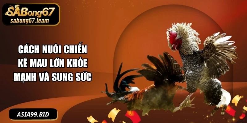Cách Nuôi Chiến Kê Mau Lớn