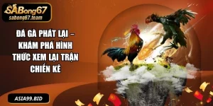 Đá Gà Phát Lại
