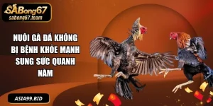 Nuôi Gà Đá Không Bị Bệnh