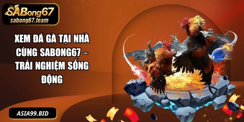 Xem Đá Gà Tại Nhà