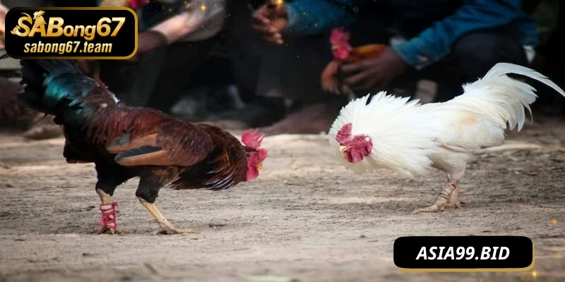 Cách chơi đá gà hiệu quả luôn xem và học hỏi 