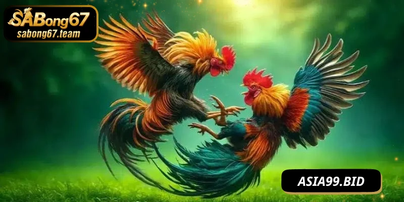 Tầm quan trọng của chiến thuật cách đá gà thắng chắc