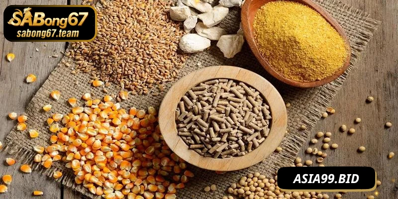 Chế độ dinh dưỡng khoa học giúp chiến kê mau lớn hơn 