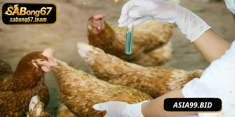 Nhận biết các bệnh thường gặp ở chiến kê