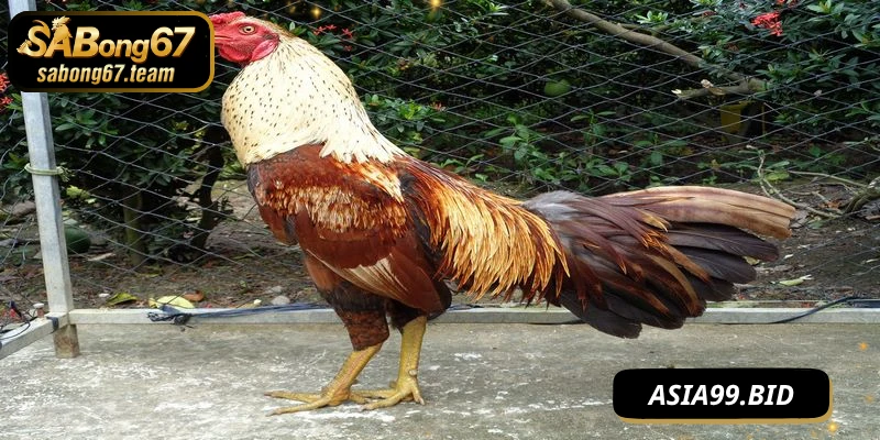 Cách Tăng Cường Sức Mạnh Cho Chọi Kê 
