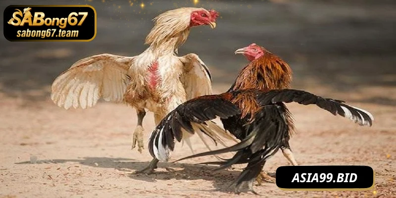 Đặc điểm của chiến kê đá cựa dao