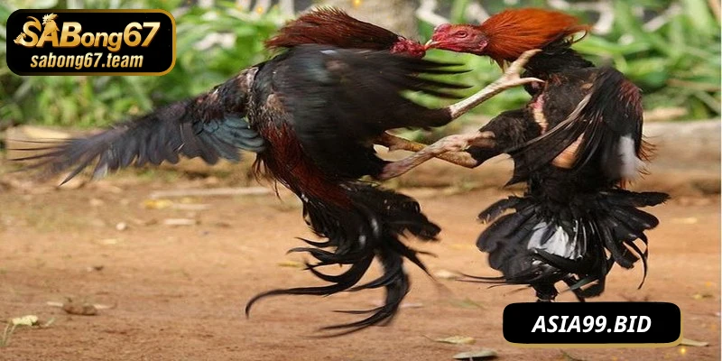 Đá gà phát lại là việc phát lại các trận chiến giữa các chiến kê đã diễn ra trước đó
