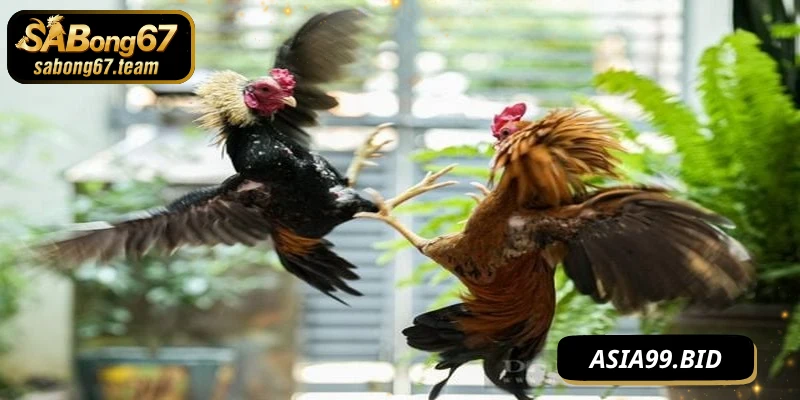 Giới thiệu sàn game đá gà trực tiếp SABONG67