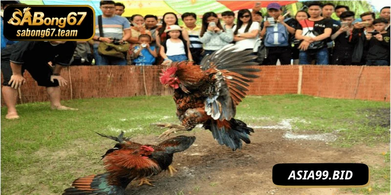Hướng dẫn tham gia game đá gà trực tiếp SABONG67