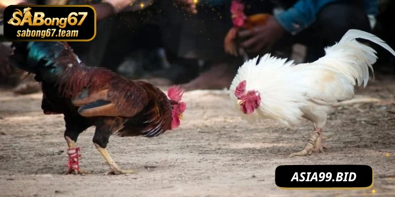 Mẹo đá gà không bị thua gia tăng cơ hội thắng