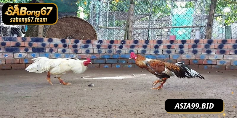 Tường thuật đá gà là quá trình truyền phát trực tiếp các trận đấu